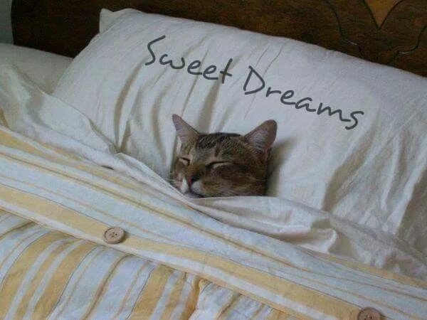 Create meme: And sleep, the cat sleeps under the covers, cat under a blanket