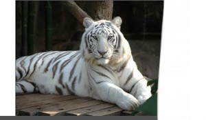 Create meme: the Amur tiger white, white Bengal tiger, Bengal tiger