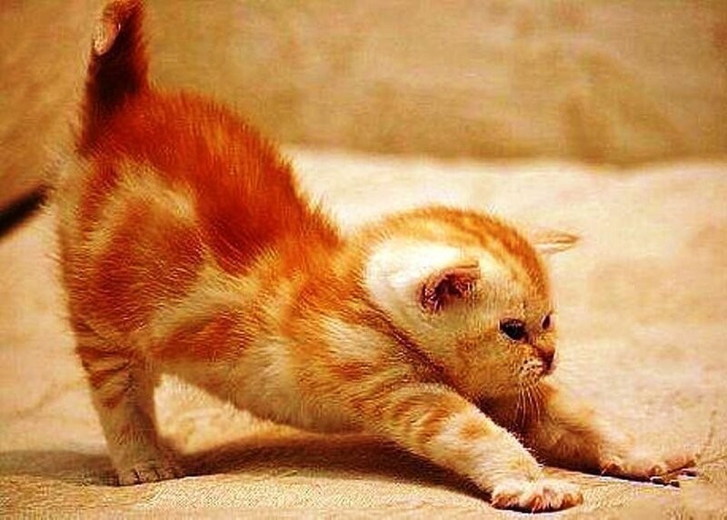 Create meme: cat potyagushki, stretching cat, ginger kitten 