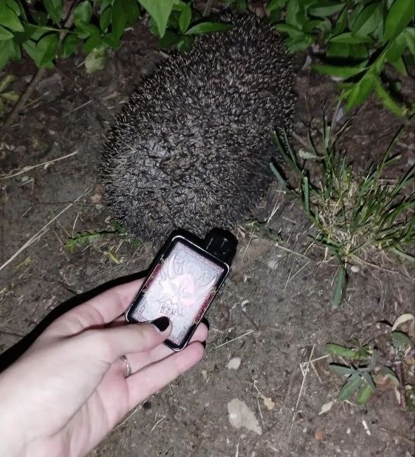Create meme: hedgehog near, hedgehog attacks, hedgehog in the forest