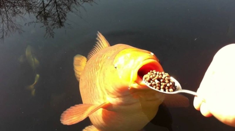 Create meme: fish eats with a spoon, fish funny, hungry fish