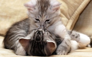 Создать мем: котик любимый, обнимашки кисы, целующиеся котята