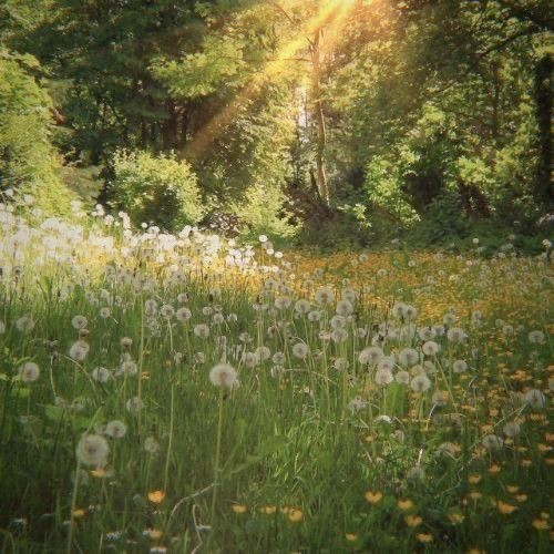 Create meme: dandelions field, a clearing in the forest, Sunny glade painting