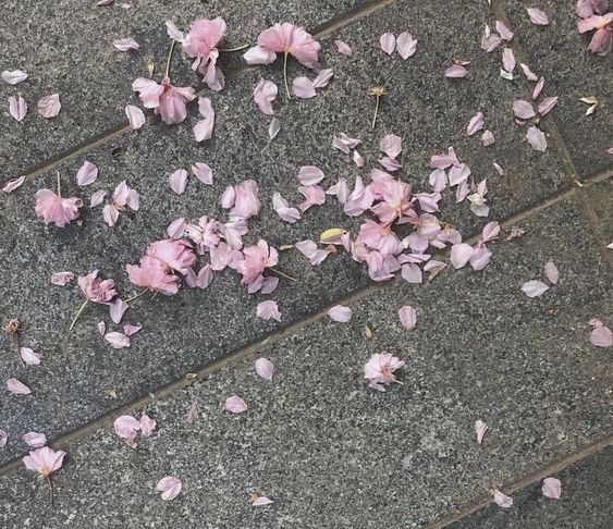 Create meme: aesthetics, pink flowers , sakura petals
