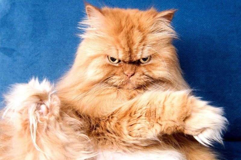 Create meme: angry cat , Persian cat , evil cat