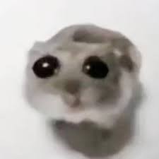 Create meme: meme hamster with big eyes, meme hamster with a cross, The hamster meme is sad