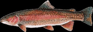 Create meme: trout fish, trout