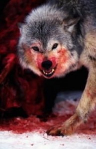 Создать мем: злой волк в крови, окровавленная пасть волка, волк весь в крови