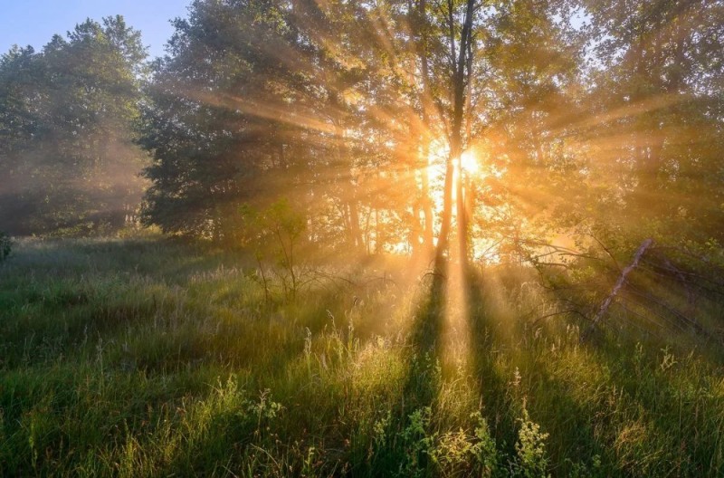 Create meme: summer morning in the forest, morning sunrise, the sun's rays