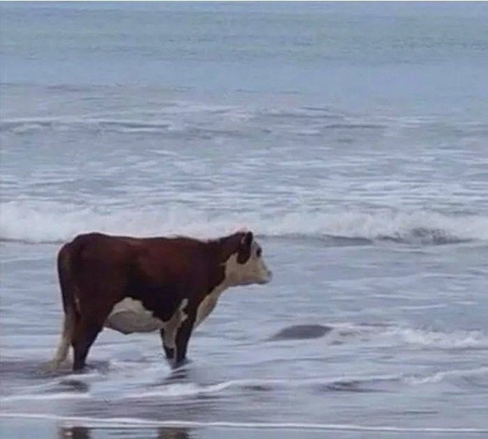 Create meme: cow on the shore, meme cow, cow on the seashore