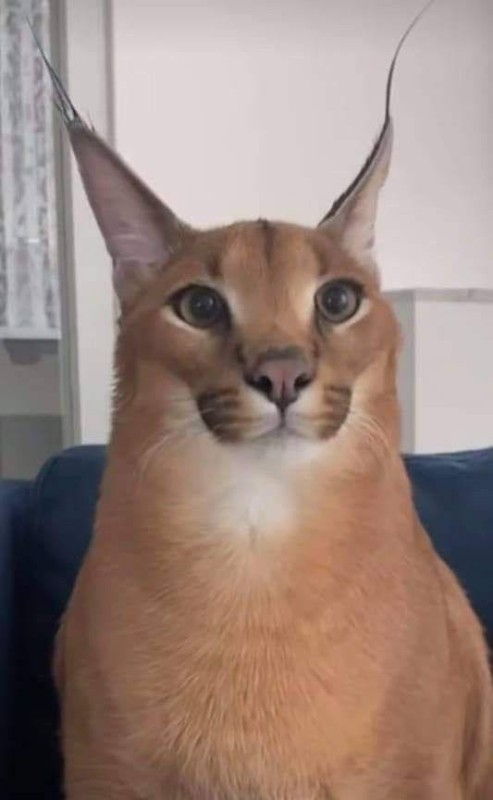 Create meme: Caracal, cat caracal, caracal meme