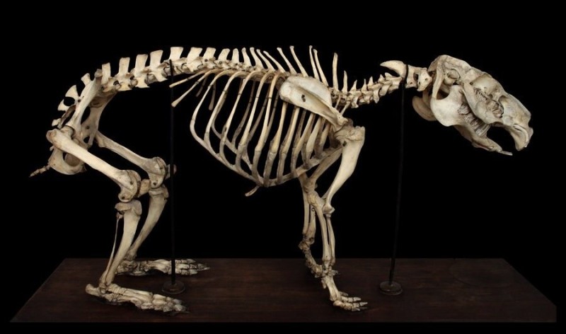 Create meme: the skeleton of a capybara, The skeleton of a tapir, skeleton 