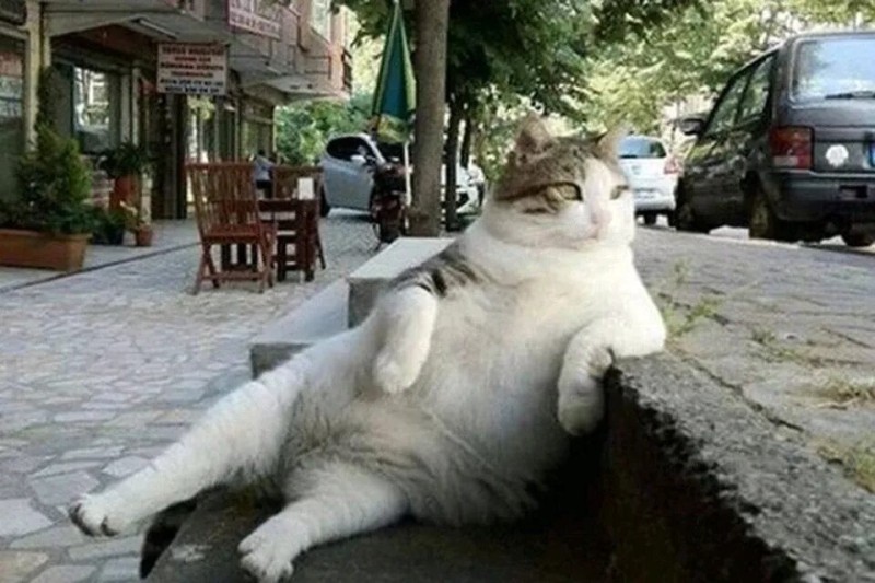 Create meme: tombili cat istanbul, fat cats, cat 