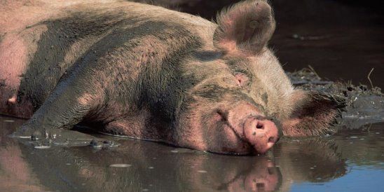 Create meme: pure pig, pig in the mud, pig in a puddle