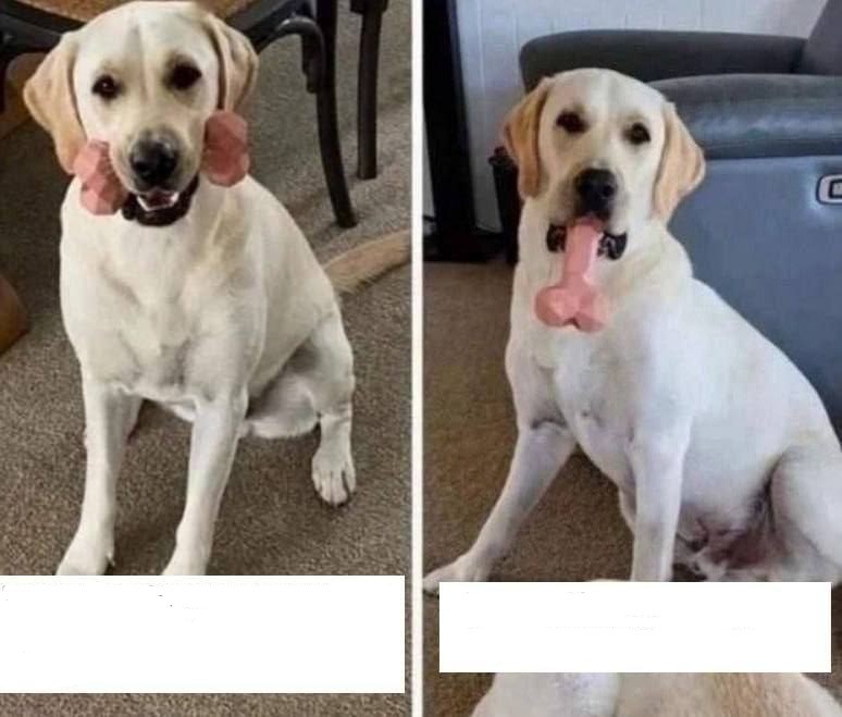 Create meme: Labrador , Labrador dog, Labrador Golden