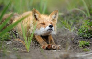 Create meme: Good morning Fox