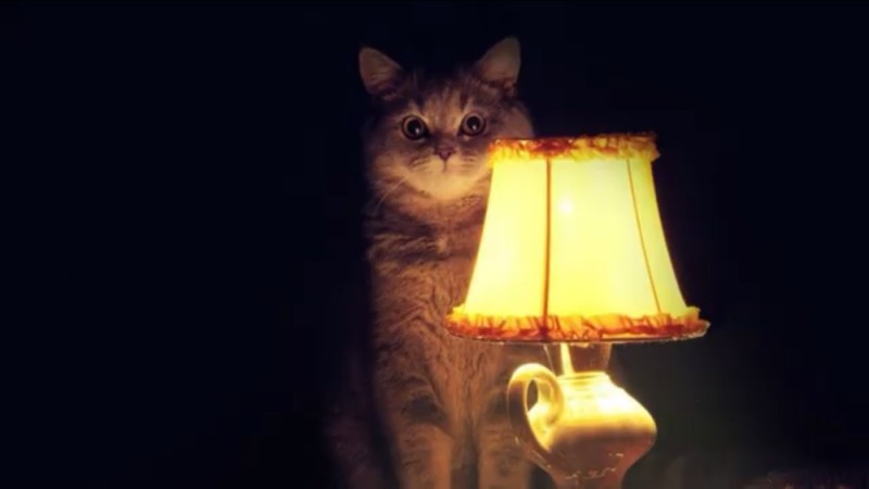 Создать мем: время удивительных историй, настало время удивительных историй, ламповый кот