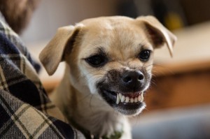 Create meme: evil little dog, Chihuahua, a vicious dog