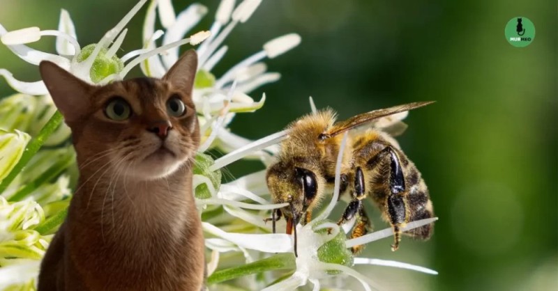 Создать мем: цветы дикие, бурманский кот, кошка