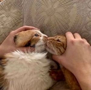 Создать мем: кошка, коты обнимаются, ласковая кошка