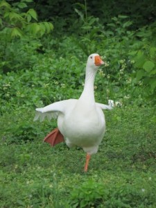 Create meme: 粉 丝, animals, goose