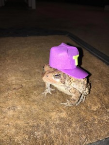Создать мем: лягушка в шляпе, лягушка милая, милые жабки в шляпках