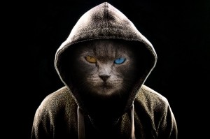 Создать мем: крутой кот, кот в капюшоне мем, котик в капюшоне
