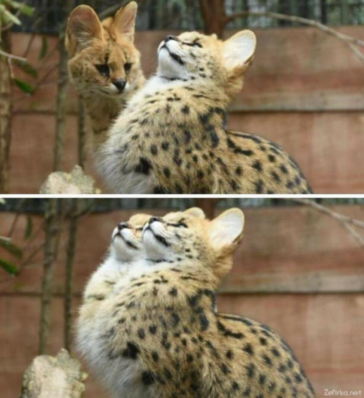 Create meme: funny animals , breed of cat serval, serval animal