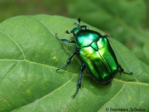 Create meme: Chafer green