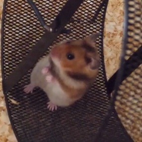 Create meme: hamsters hamsters, hamster , hamster hamster