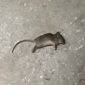 Create meme: grey mouse, rat, mouse grey 