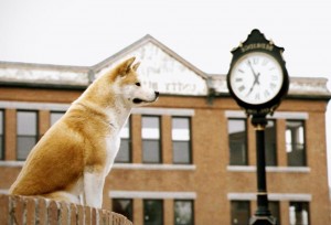 Create meme: Hachiko a loyal friend, hah, the dog Hachiko