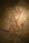 Create meme: Archaeopteryx fossil, paleontology Archaeopteryx, Jurassic Period Archaeopteryx