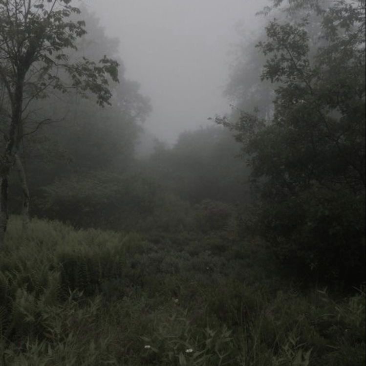 Create meme: thick fog , misty forest, Fog landscape