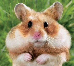 Create meme: hamster, a hamster with cheeks, hamster big cheeks