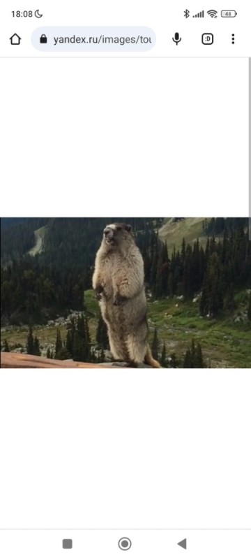 Create meme: a gopher screams in the mountains, a groundhog screams in the mountains, the screaming gopher