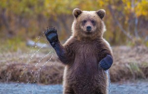 Create meme: photo funny free bears of Kamchatka, grizzly bear, bear