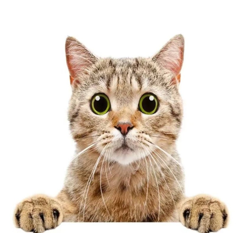 Create meme: cat muzzle, the surprised cat , cat cat