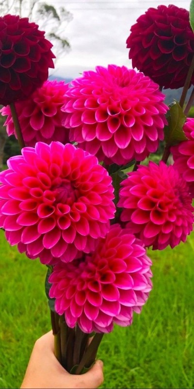 Create meme: dahlia purple fox, dahlias flowers, dahlias