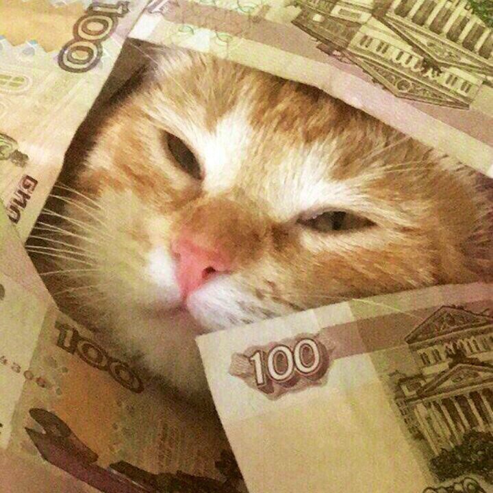 Create meme: money cat, cat with money meme, money cat repost