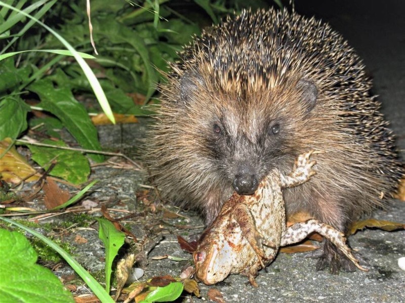 Create meme: hedgehog in the forest, forest the hedgehog, big hedgehog