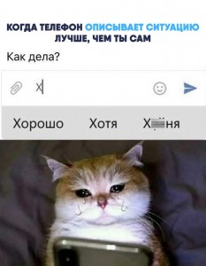 Create meme: cat, cat meme, text