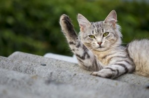 Создать мем: американская короткошёрстная кошка, кот, серый полосатый кот