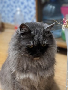 Create meme: cat breed Persian, long-haired cat, Persian cat