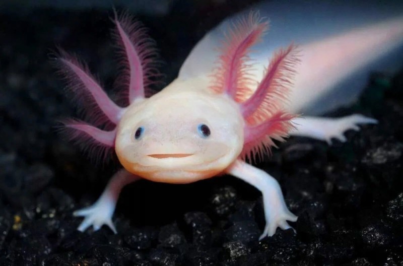 Create meme: axolotl fish, Axolotl, newt aquarium axolotl