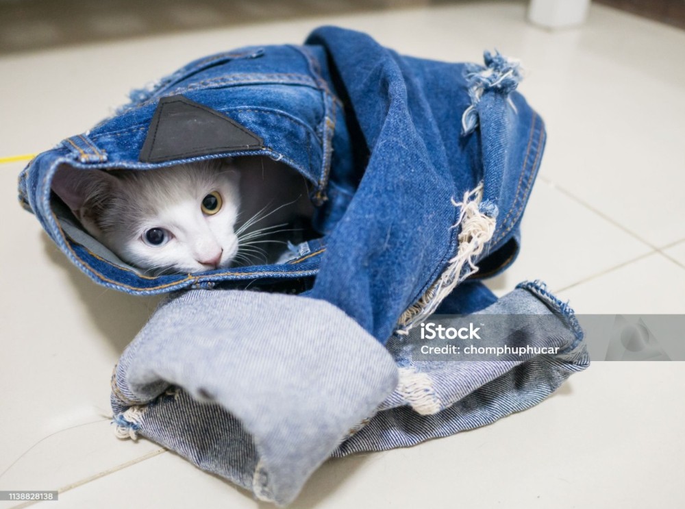 Create meme: a cat in clothes, cat , The cat in jeans