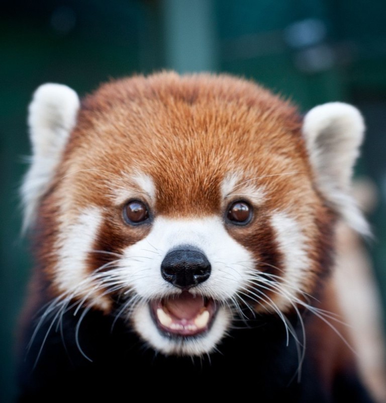 Create meme: little panda, a small red Panda, animal red panda