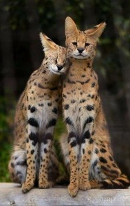 Create meme: wild cat Serval, breed Serval, African cat Serval