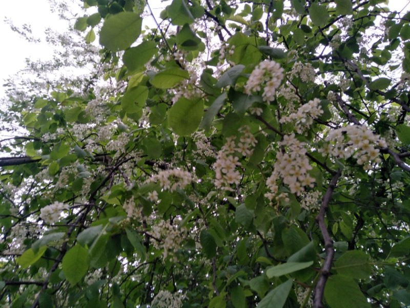 Create meme: common bird cherry, sweet cherry, bird cherry