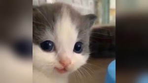 Create meme: blue-eyed cat, adorable kittens, cat